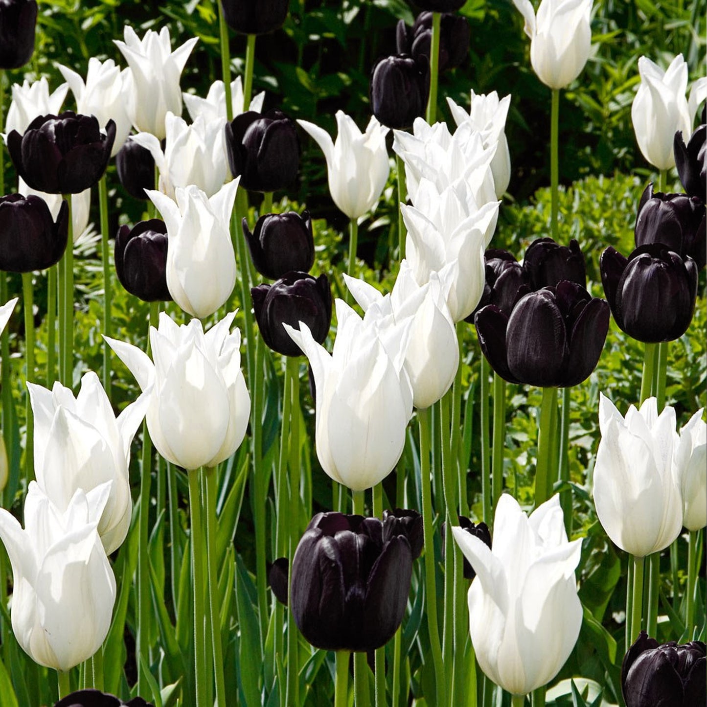 Combination - Tulip Black & White (Pack of 15)