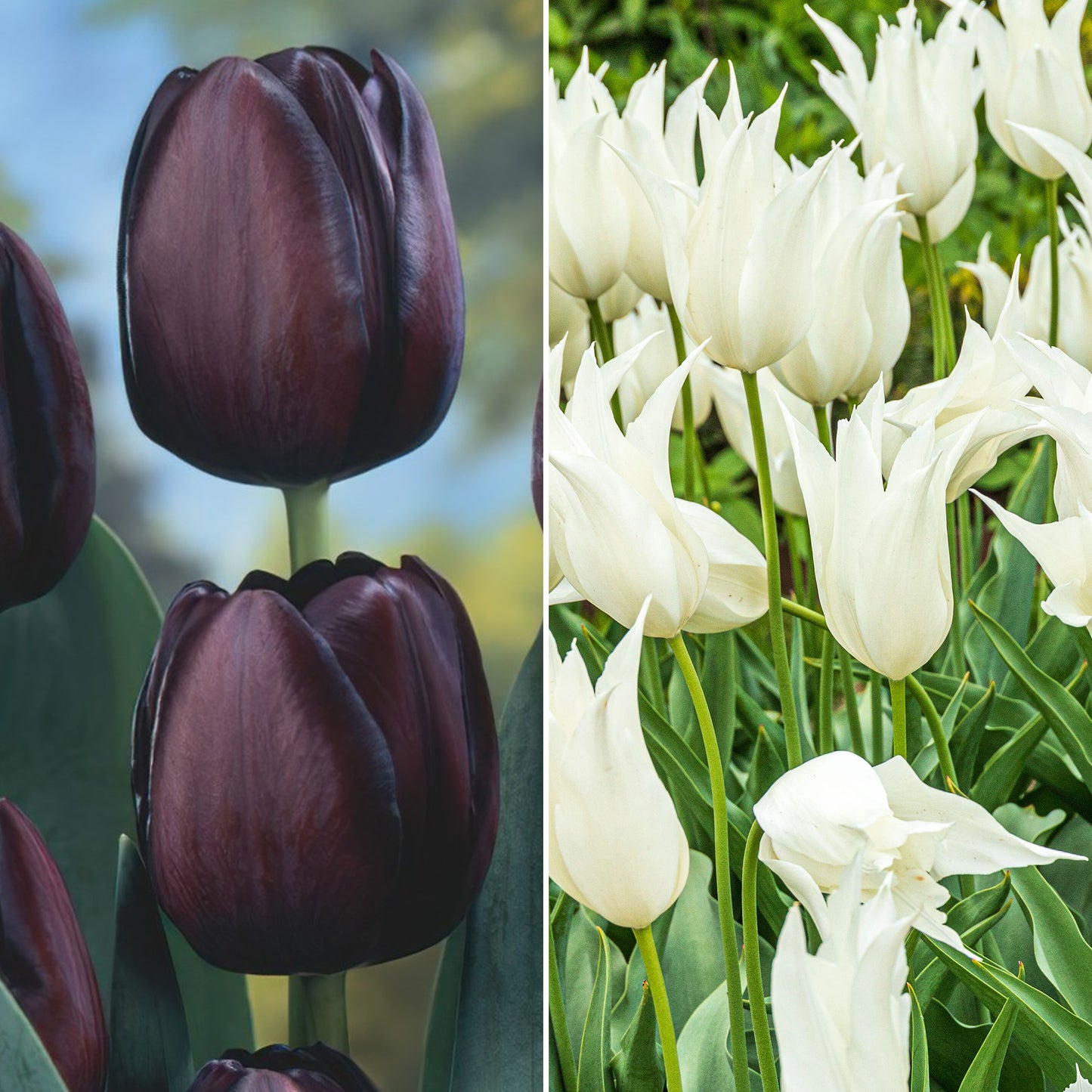 Combination - Tulip Black & White (Pack of 15)
