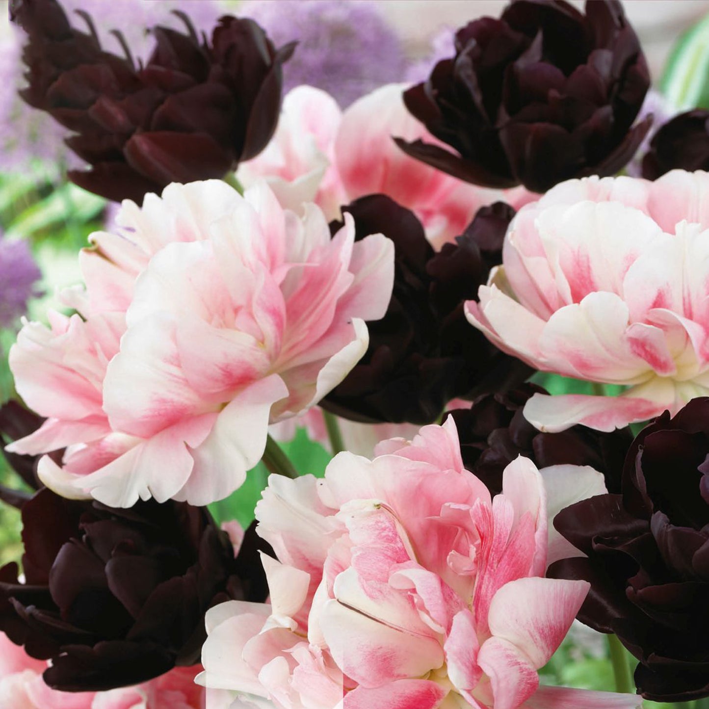 Combination - Tulip Double Black & Pink (Pack of 12)