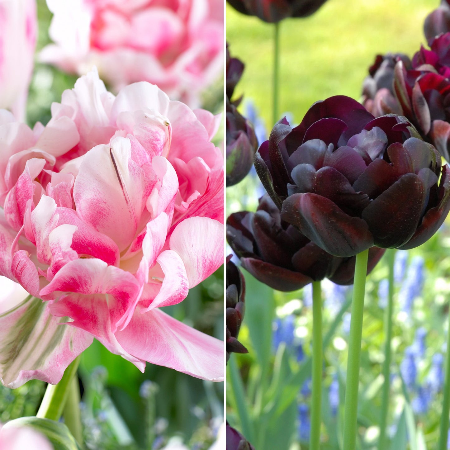 Combination - Tulip Double Black & Pink (Pack of 12)
