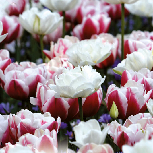 Combination - Tulip Double Red & White (Pack of 15)