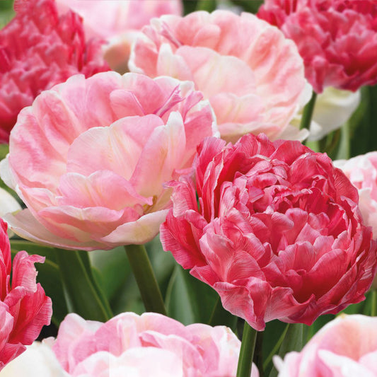 Combination - Tulip Double Sweet Pink Mix (Pack of 12)
