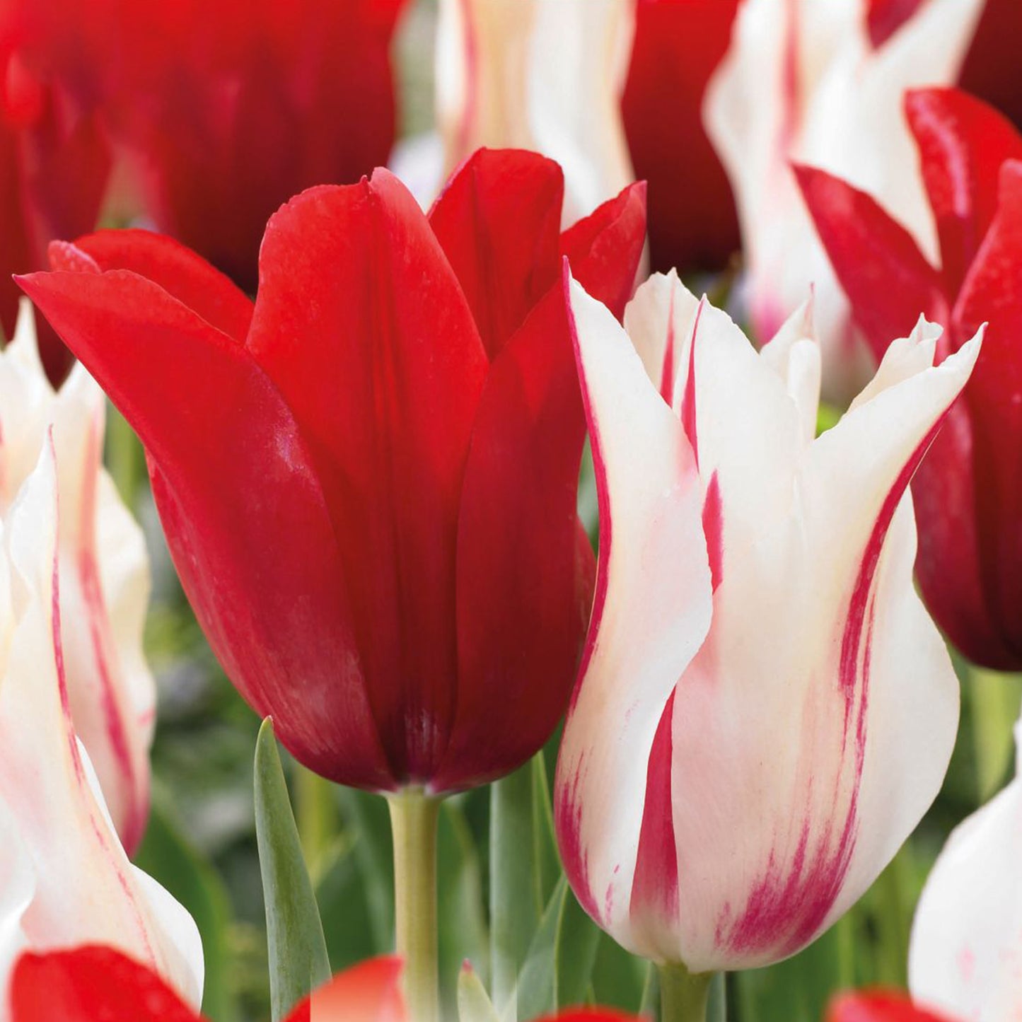 Combination - Tulip Lily Flowering Red & White (Pack of 15)