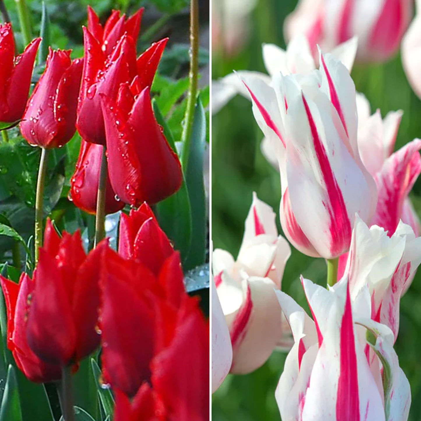 Combination - Tulip Lily Flowering Red & White (Pack of 15)