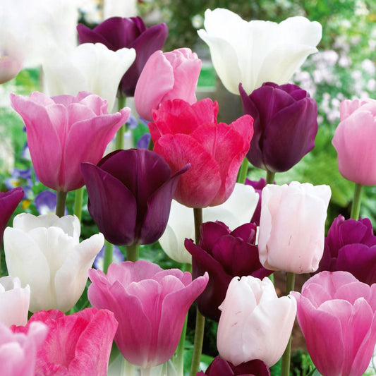 Combination - Tulip Pink, White & Purple Blend (Pack of 20)