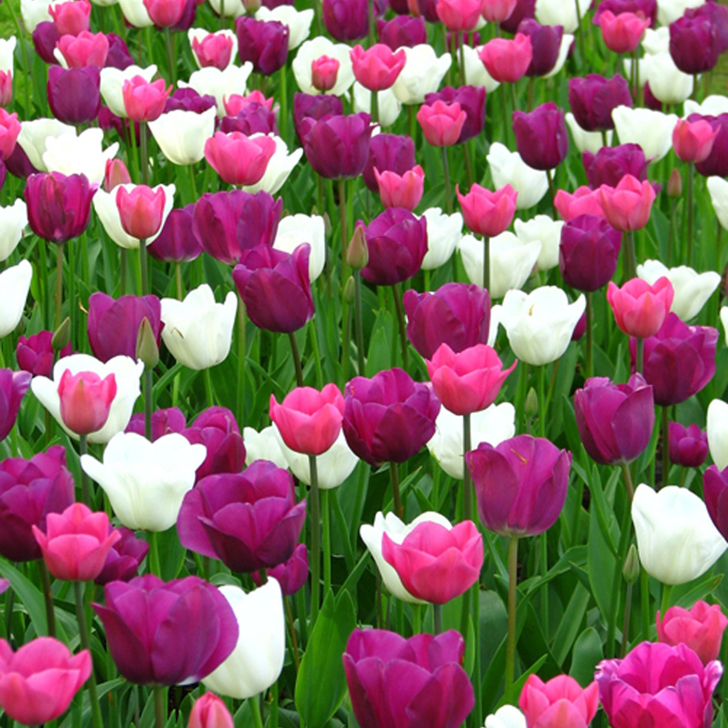 Combination - Tulip Pink, White & Purple Blend (Pack of 20)