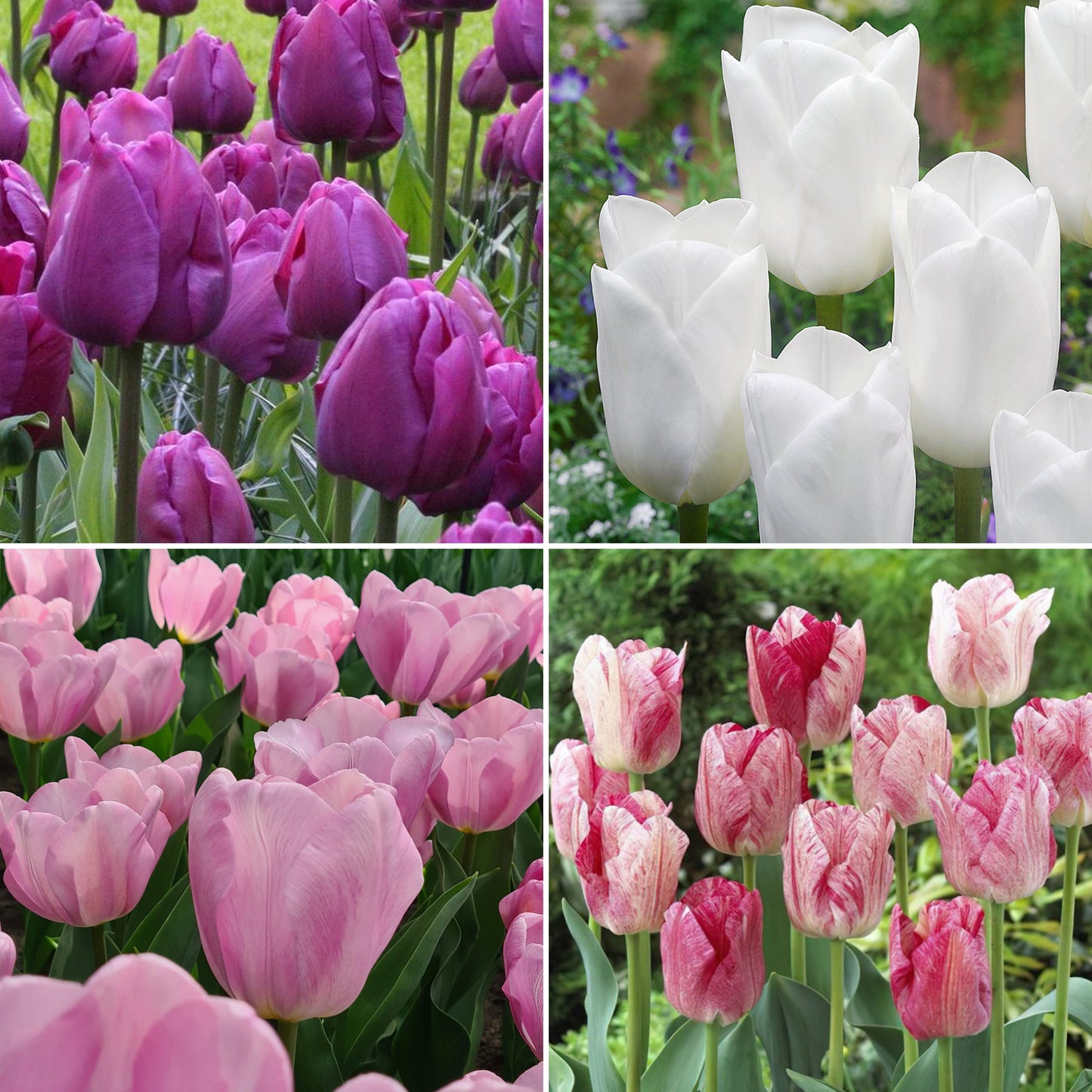 Combination - Tulip Pink, White & Purple Blend (Pack of 20)