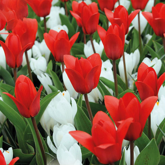 Combination - Tulip Red & Crocus White (Pack of 25)