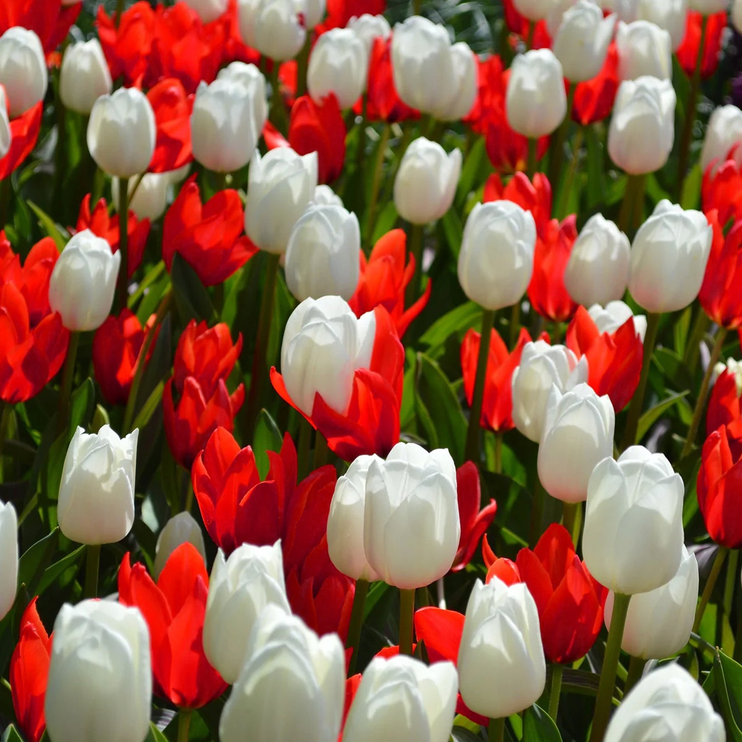 Combination - Tulip Red & Crocus White (Pack of 25)