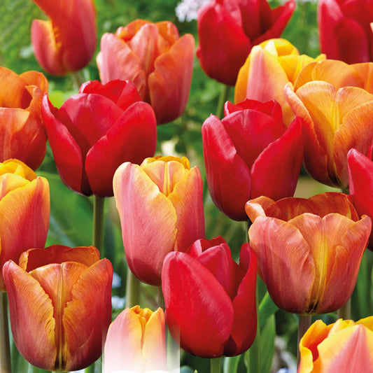 Combination - Tulip Red, Orange & Yellow Blend (Pack of 20)
