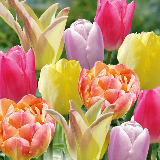 Combination - Tulip Soft Tones Blend (Pack of 20)