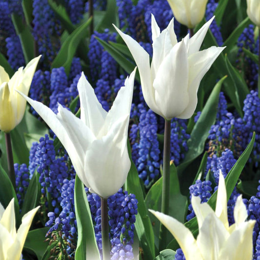 Combination - Tulip White & Muscari Blue (Pack of 25)