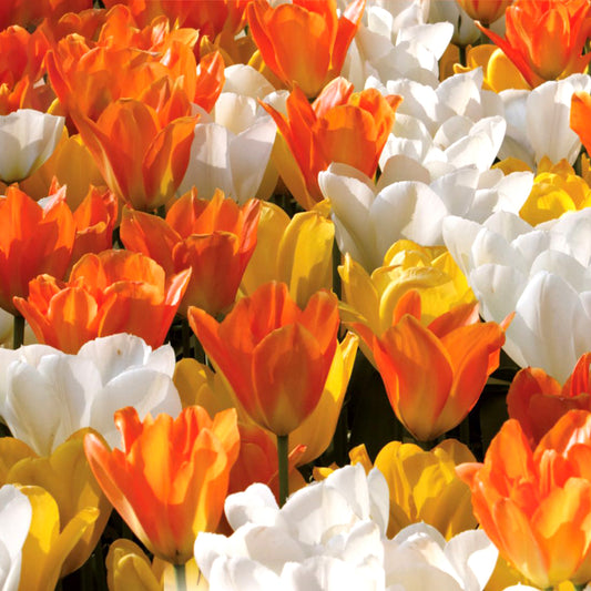 Combination - Tulip White, Yellow & Orange Blend (Pack of 20)