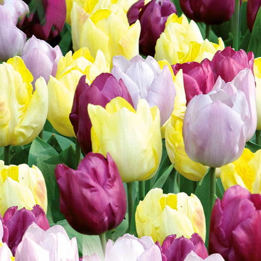 Combination - Tulip Yellow, Purple & Lilac Blend (Pack of 20)