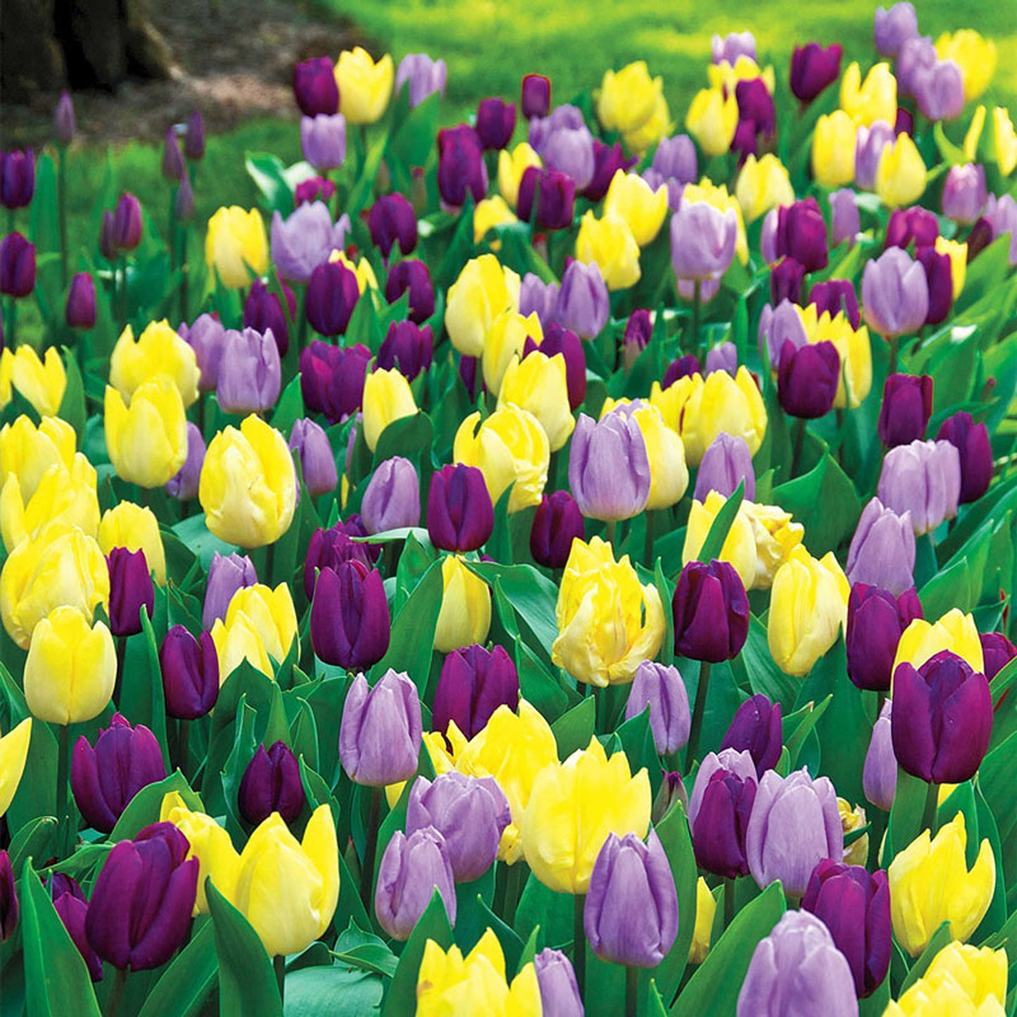 Combination - Tulip Yellow, Purple & Lilac Blend (Pack of 20)