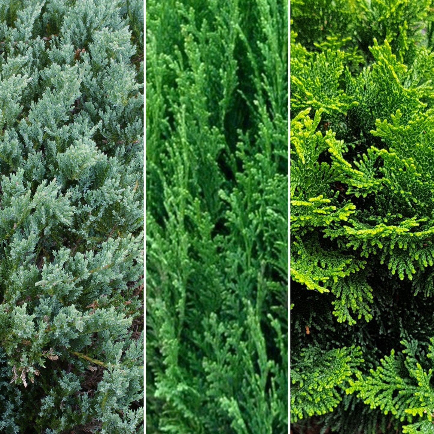 Conifer Mix (9cm, Pack of 6)