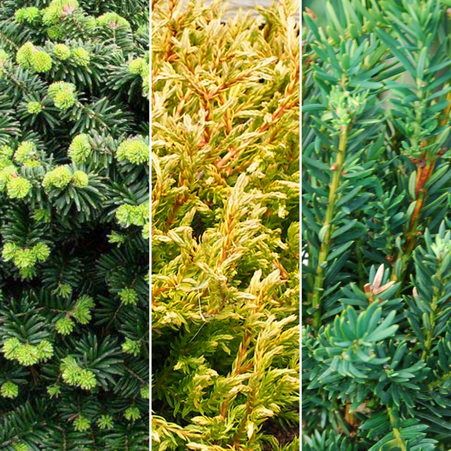 Conifer Mix (9cm, Pack of 6)