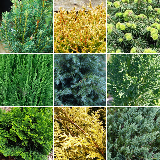 Conifer Mix (9cm, Pack of 3)
