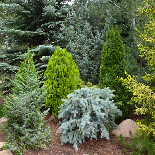 Conifer Mix (9cm, Pack of 5)