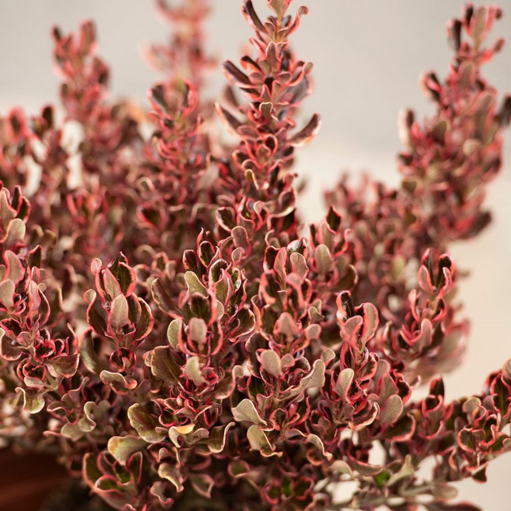 Coprosma Pacific Dawn (9cm)