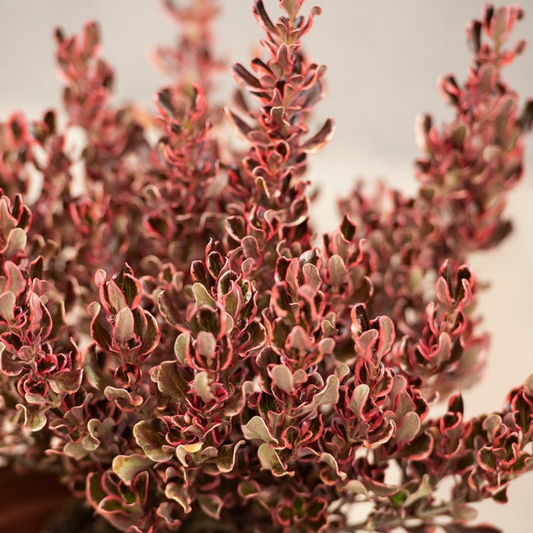 Coprosma Pacific Dawn (9cm)