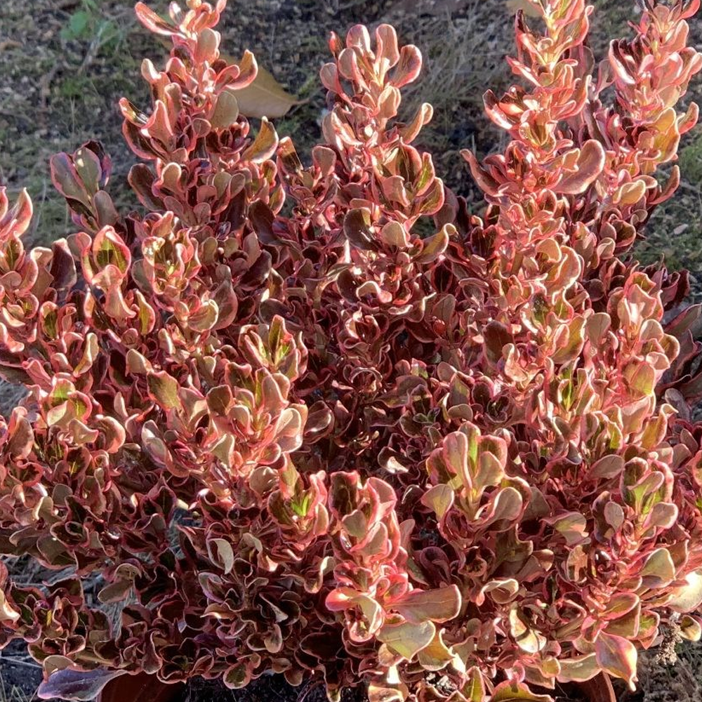 Coprosma Pacific Dawn (9cm)