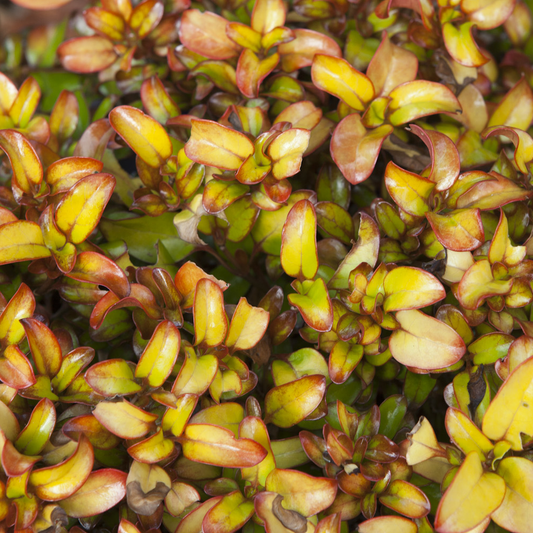 Coprosma Pina Colada (9cm)
