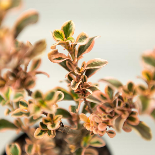 Coprosma Rainbow Surprise (9cm)