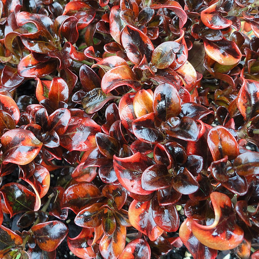 Coprosma Tequila Sunrise (9cm)
