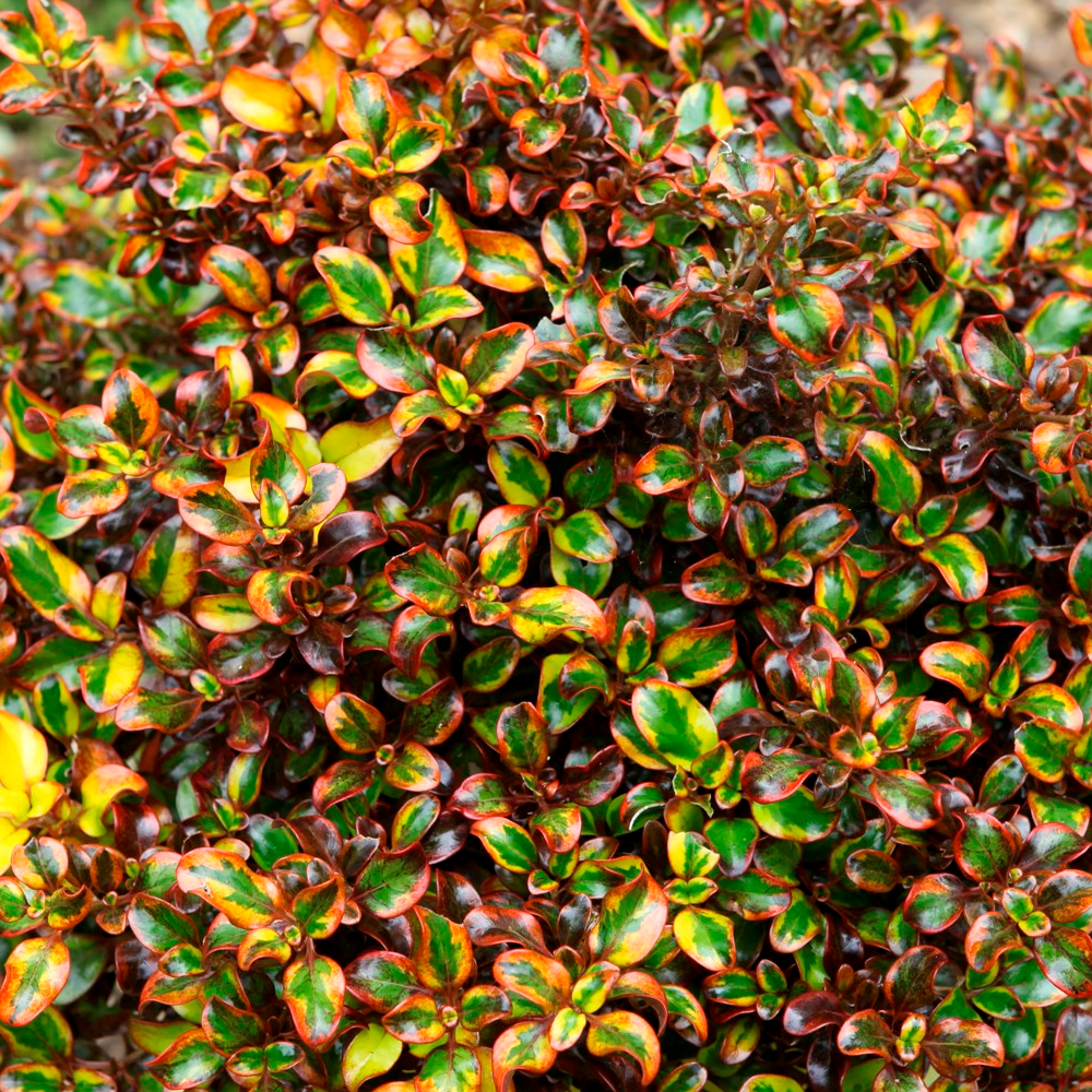 Coprosma Tequila Sunrise (9cm)