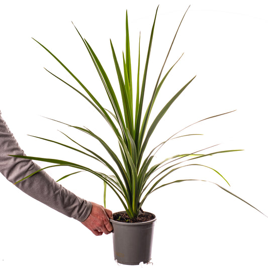 Cordyline Australis (2L)