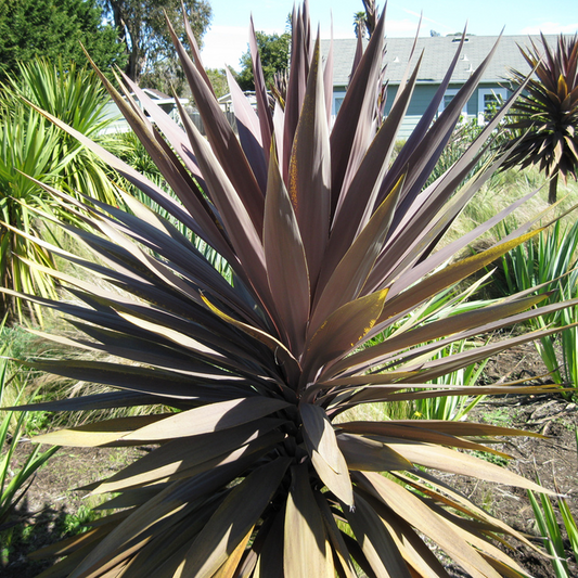 Cordyline Burgundy Spire (9cm)