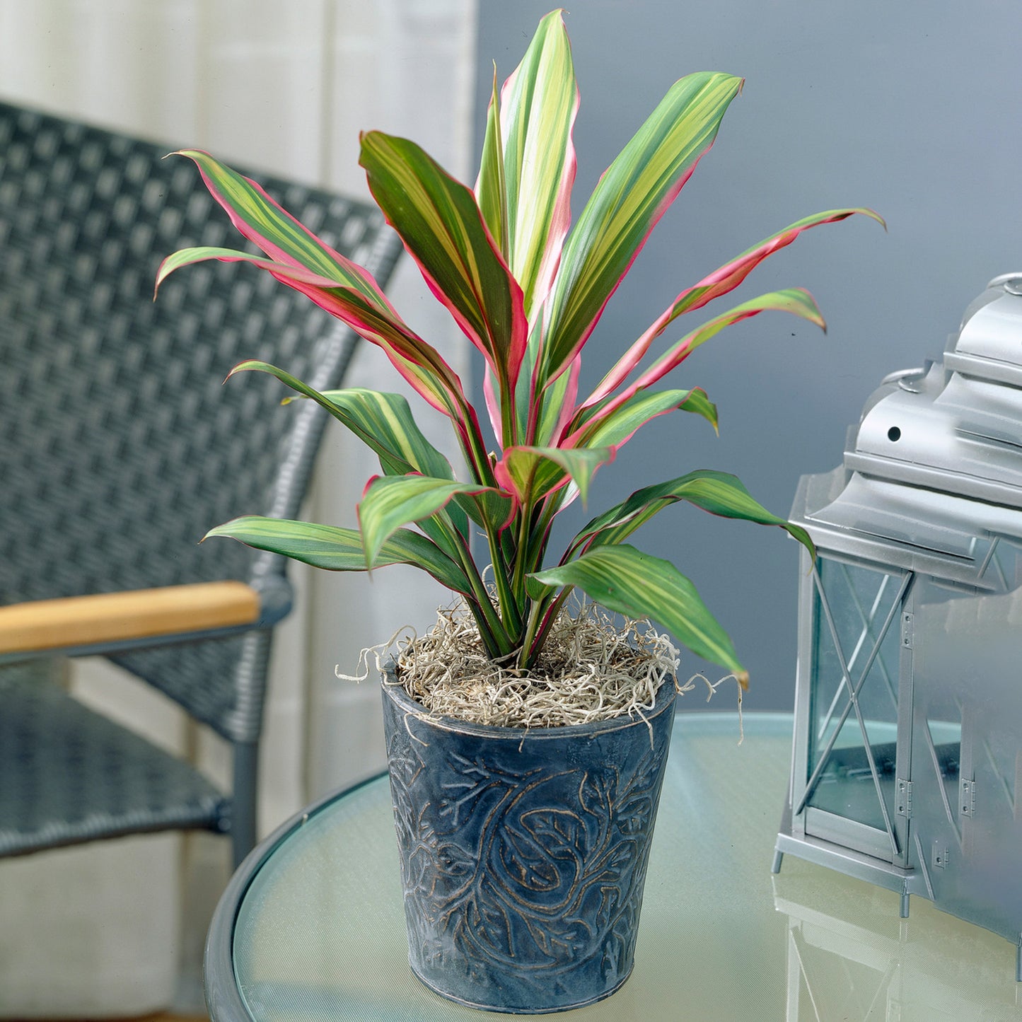 Cordyline Kiwi (12cm) V3