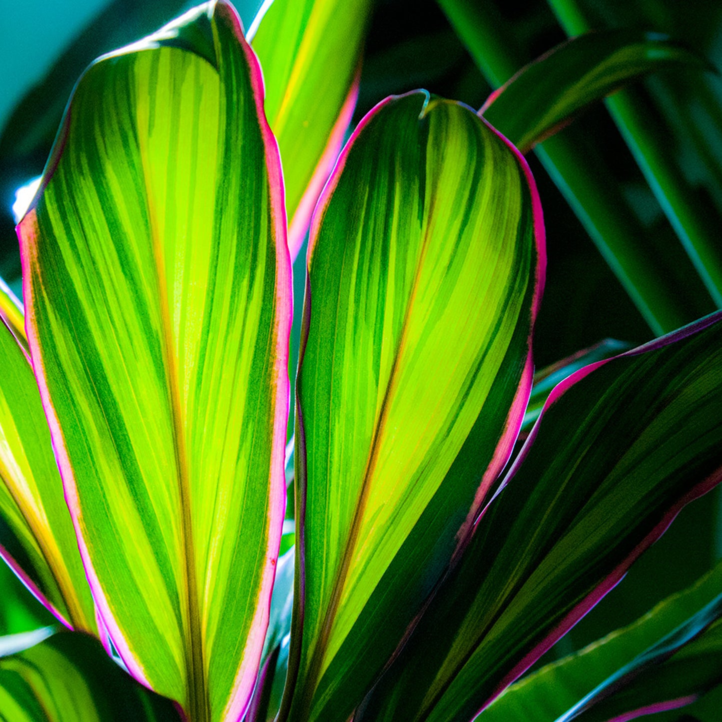 Cordyline Kiwi (12cm) V1