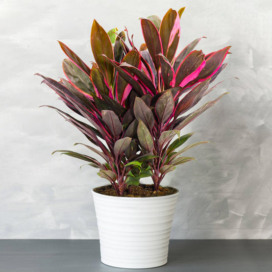 Cordyline Tango (12cm) V1
