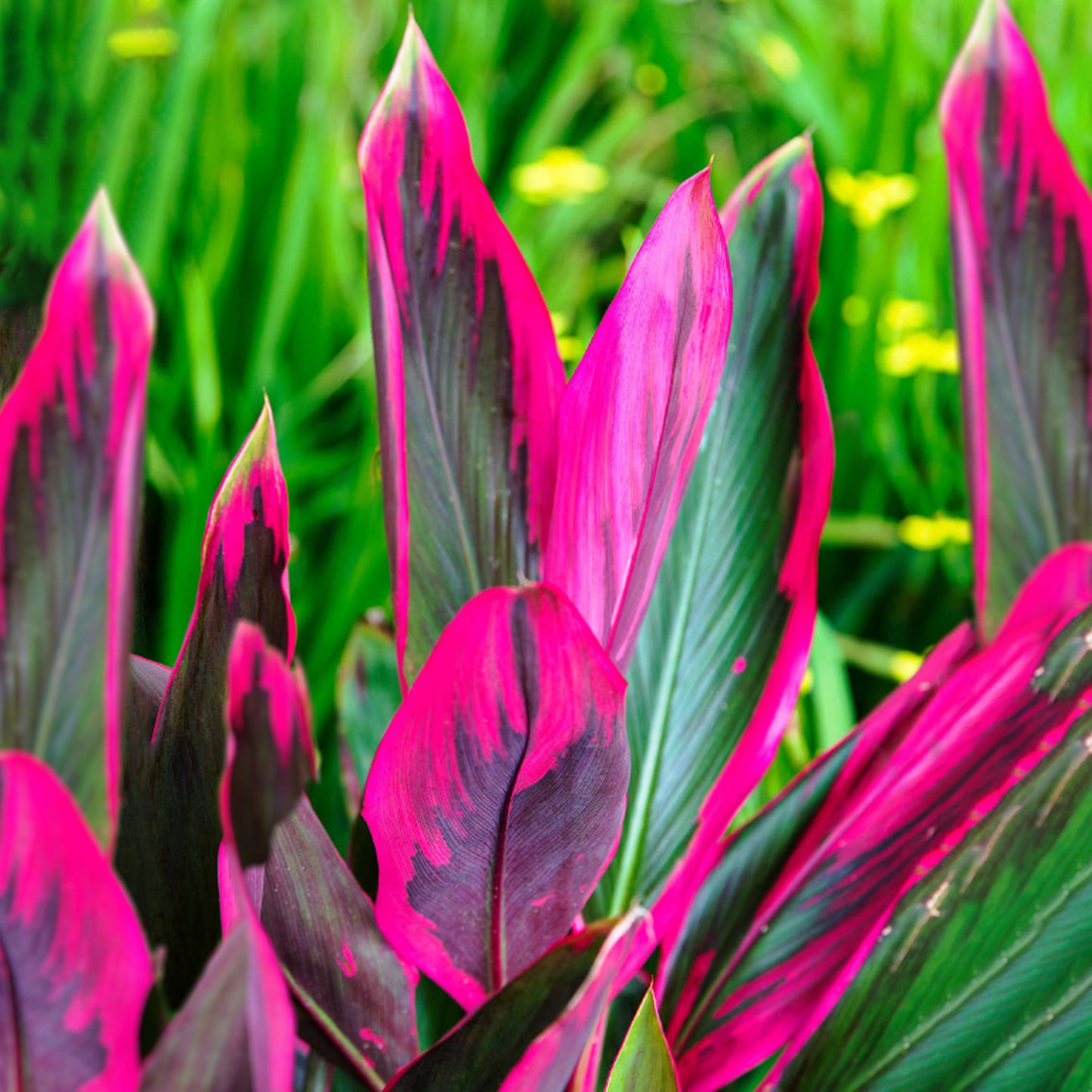 Cordyline Tango (12cm) V2