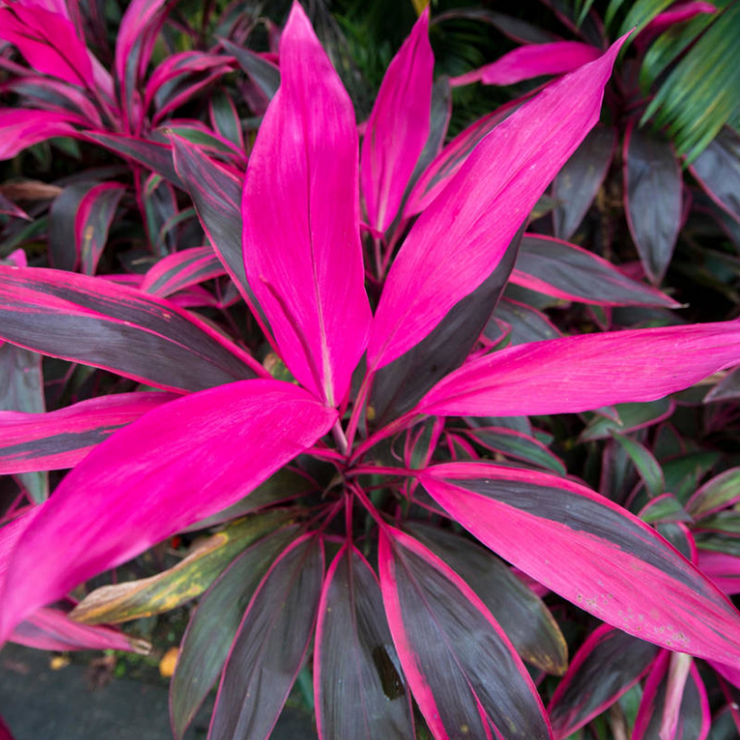 Cordyline Tango (12cm) V3
