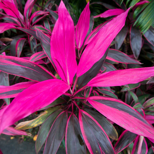 Cordyline Tango (12cm) V3