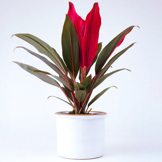 Cordyline Tango (12cm) V4