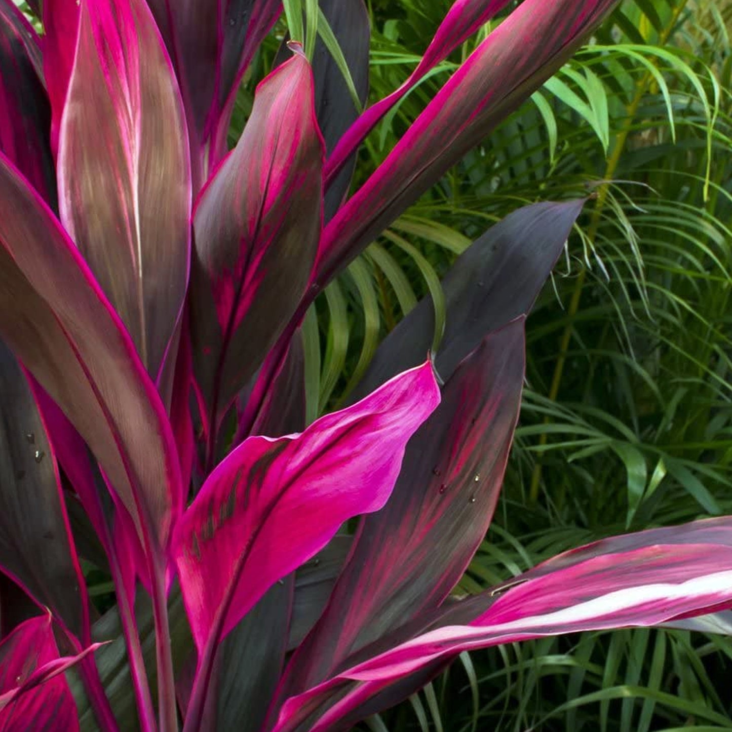 Cordyline Tango (12cm) V1