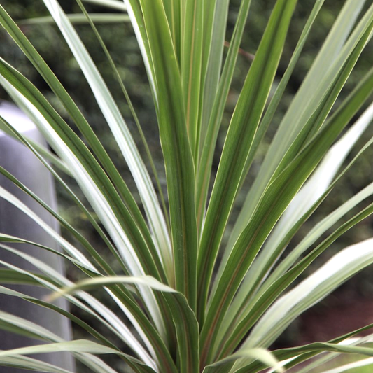 Cordyline Atlantic Green (9cm)