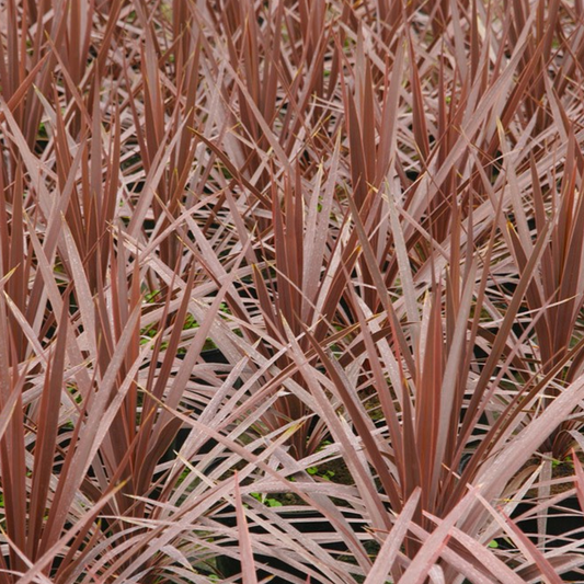 Cordyline Torbay Red (9cm)