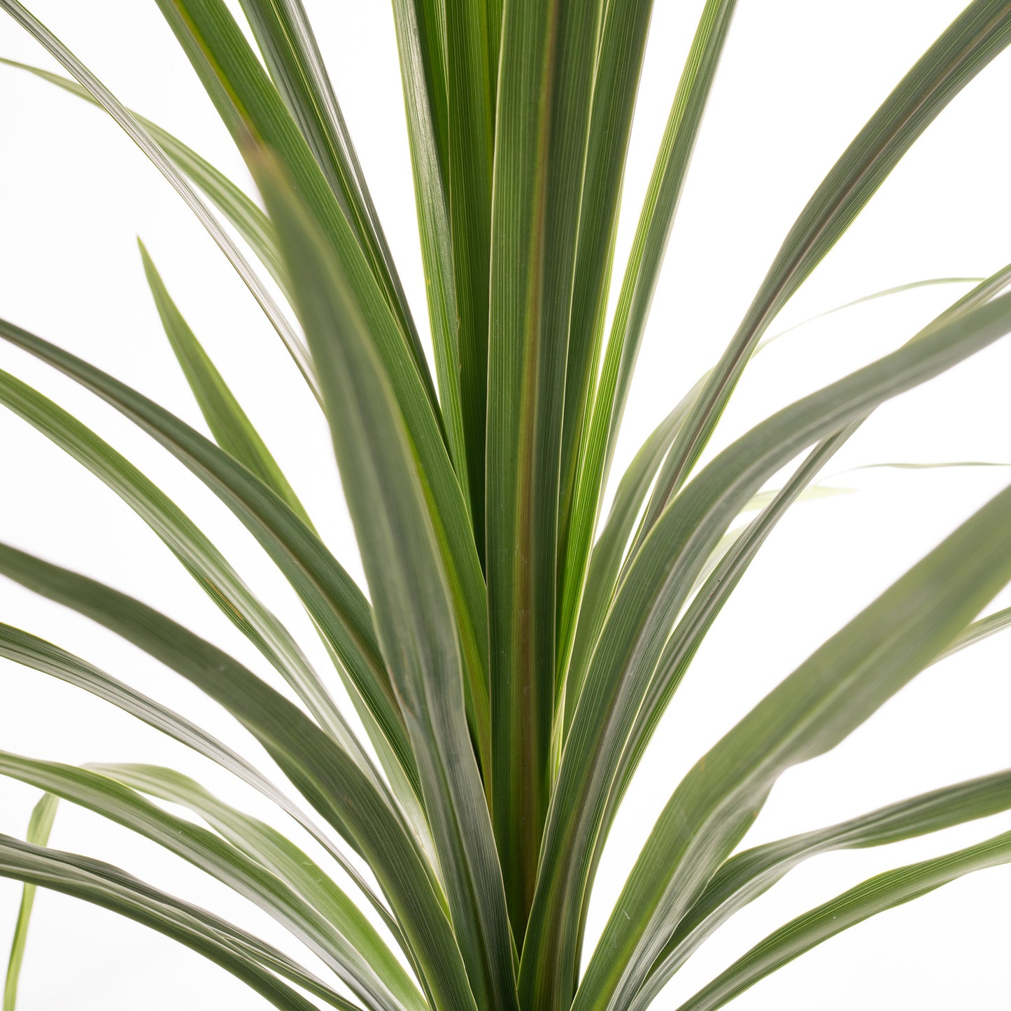 Cordyline Australis (2L)