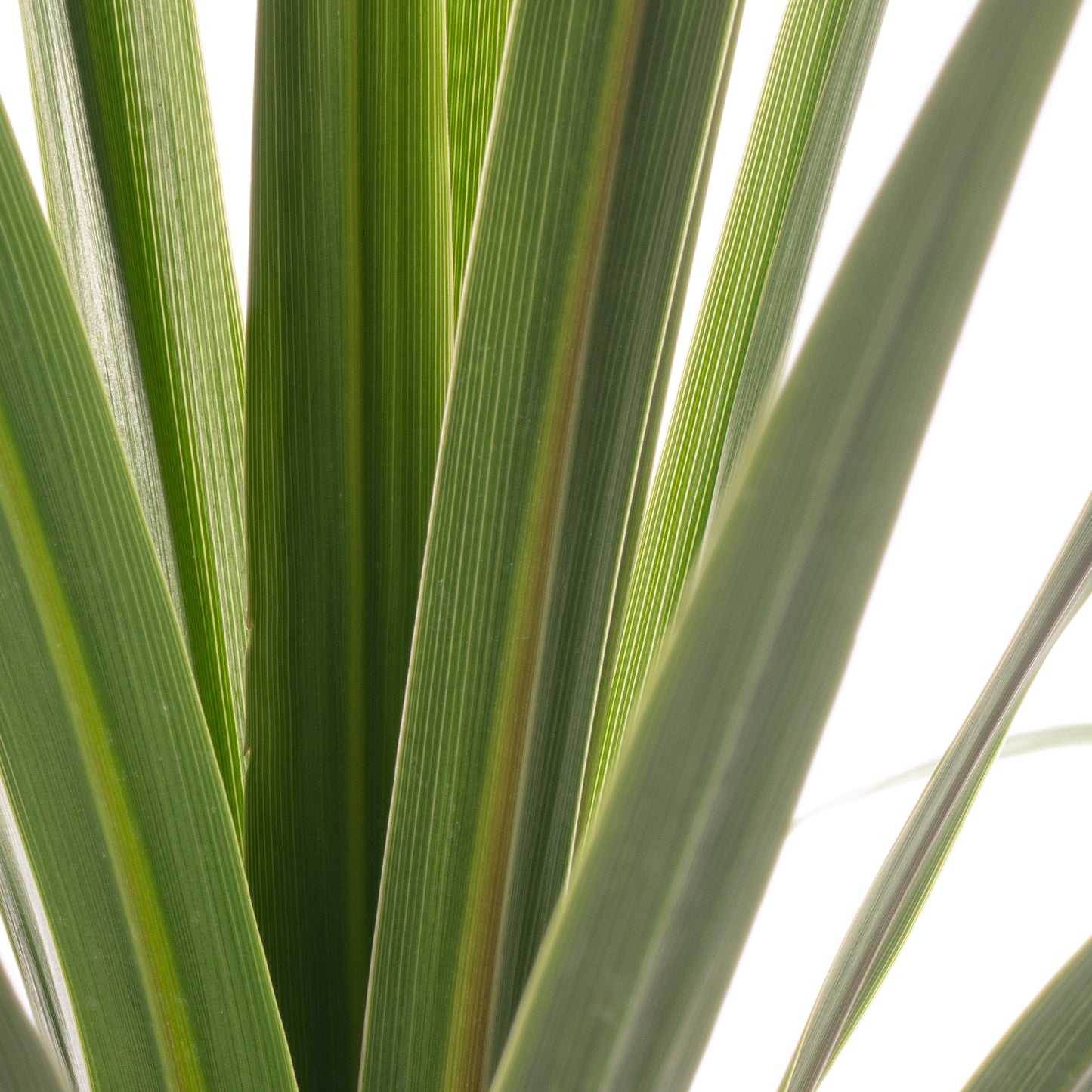 Cordyline Australis (2L)
