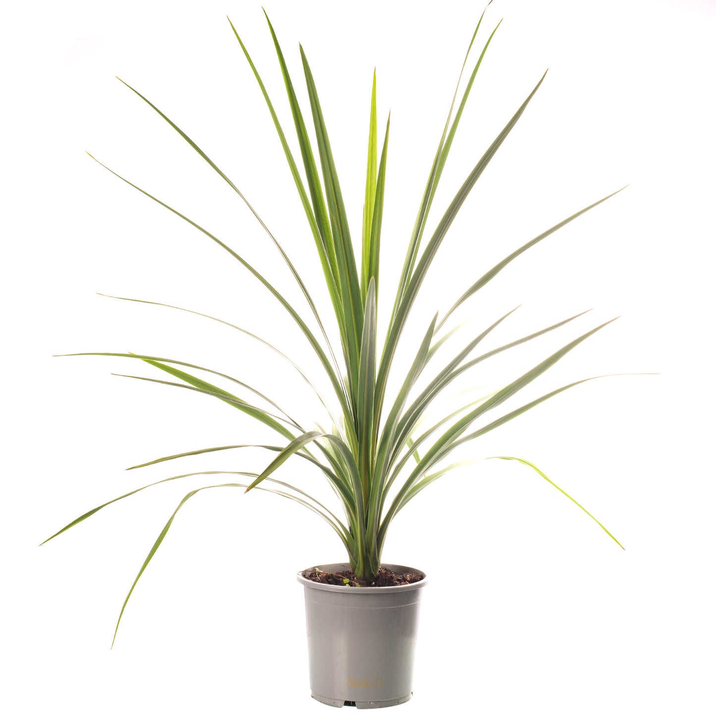 Cordyline Australis (2L)