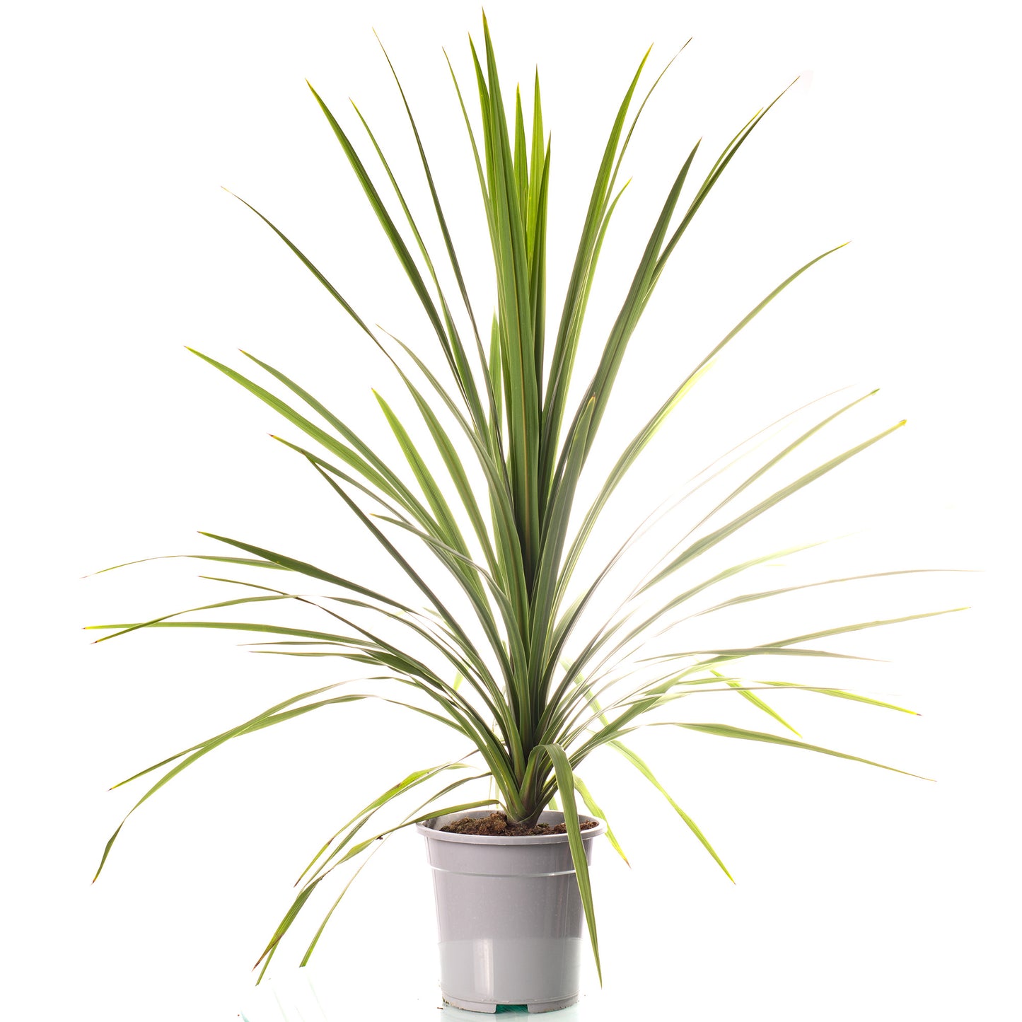 Cordyline Australis (5L)