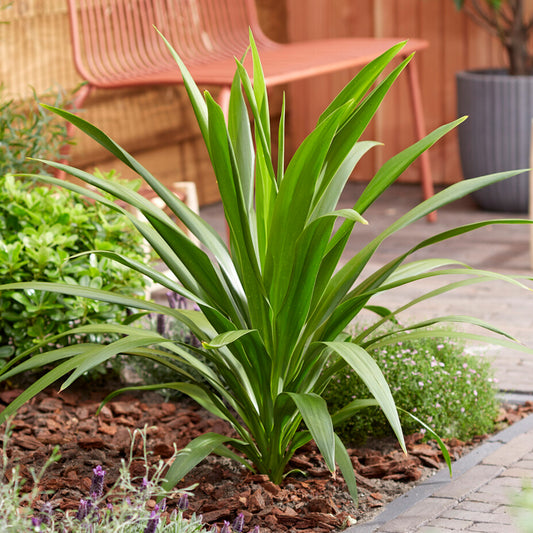 Cordyline Atlantic Green (9cm, V1)