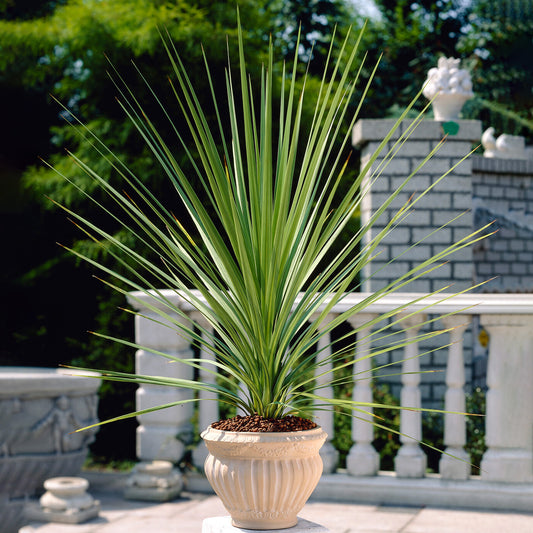 Cordyline Atlantic Green (9cm, V2)