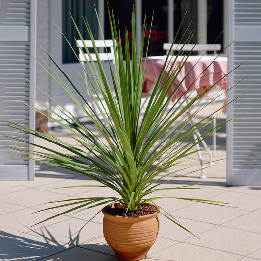 Cordyline Atlantic Green (9cm, V3)