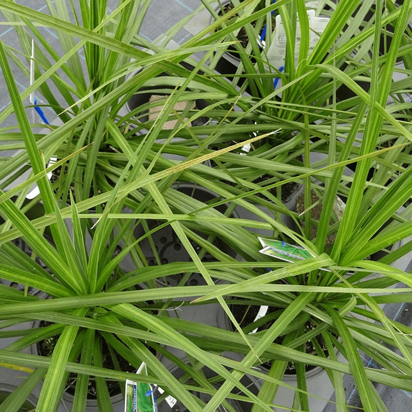 Cordyline Atlantic Green (9cm, V3)